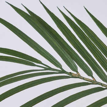 ワイルドパームポット MAGIQ(東京堂)