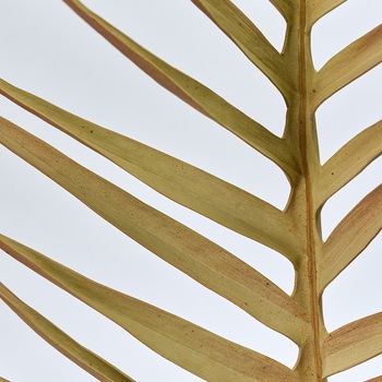 ココパームリーフL MAGIQ(東京堂)