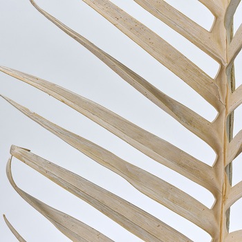 ココパームリーフL MAGIQ(東京堂)