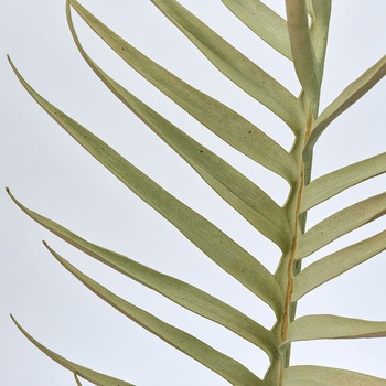 ココパームリーフL MAGIQ(東京堂)