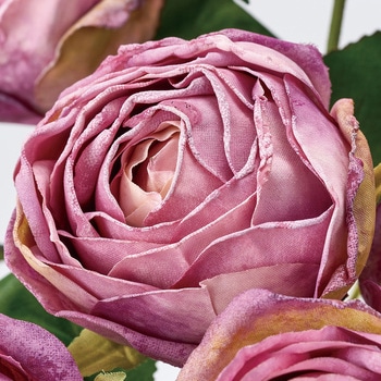 フランソワローズブッシュ MAGIQ(東京堂)