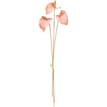 サティナアンスリウムバンドル MAGIQ(東京堂)