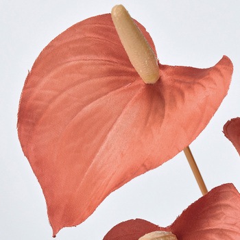 サティナアンスリウムバンドル MAGIQ(東京堂)