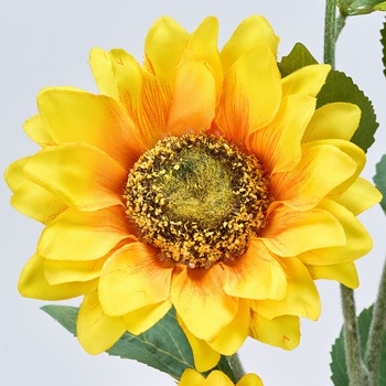 フィールズサンフラワー MAGIQ(東京堂)