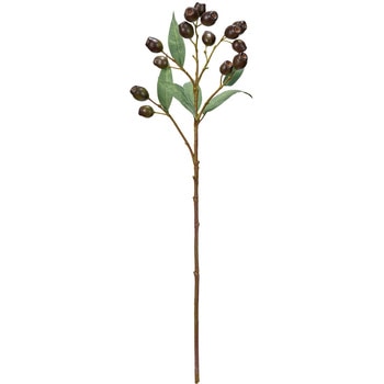 ユーカリベルギーナッツ枝 MAGIQ(東京堂)