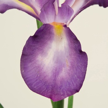 おとめ花しょうぶ MAGIQ(東京堂)