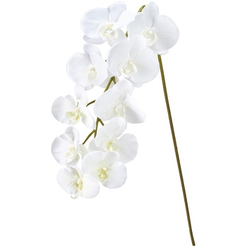 イノセントファレノ MAGIQ(東京堂)