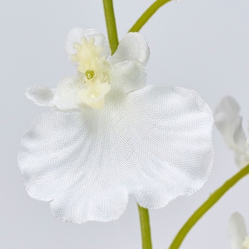 イノセントオンシジウム MAGIQ(東京堂)