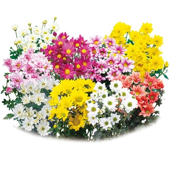 菊の花 Amazon｜大地農園 日本製 プリザーブドフラワー ポンポン菊