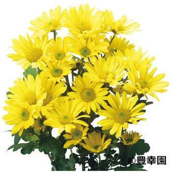 【苗】秋咲き大輪&小菊 豊幸園