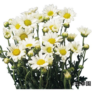 【苗】秋咲き大輪&小菊 豊幸園