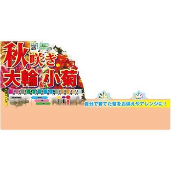 【苗】秋咲き大輪&小菊 豊幸園