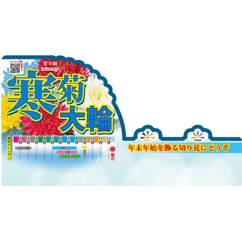 【苗】寒菊大輪 豊幸園