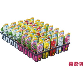 【苗】寒菊大輪 豊幸園