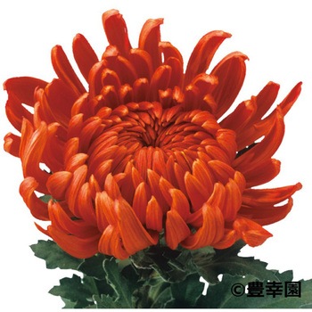 【苗】寒菊大輪 豊幸園