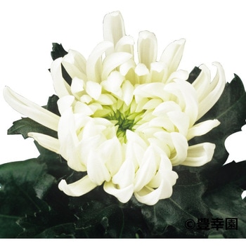 【苗】寒菊大輪 豊幸園