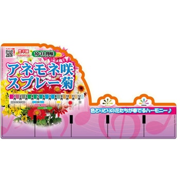 【苗】アネモネ咲きスプレー菊 豊幸園