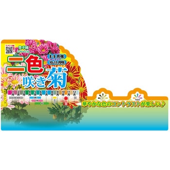 苗】二色咲き菊 1セット(40個) 豊幸園 【通販モノタロウ】
