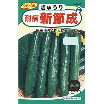 きゅうり 耐病新節成きゅうり 1袋(1.5mL) ウタネ 【通販モノタロウ】