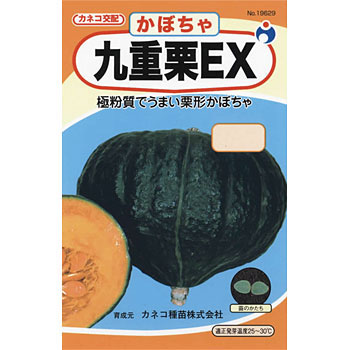 九重栗かぼちゃ ホクホク！九重くりカボチャ（2玉）：香川県産の九重栗かぼちゃ