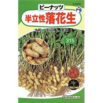 落花生 ウタネ