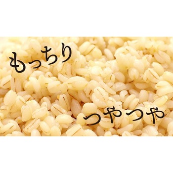 兵庫育ちのもち麦2kg マルヤナギ