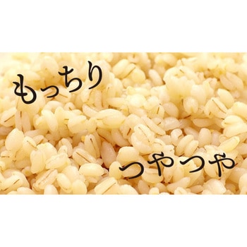 兵庫育ちのもち麦1kg マルヤナギ