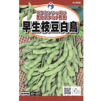 38282 【タネ】 早生枝豆白鳥 1枚(35mL) ウタネ 【通販モノタロウ】