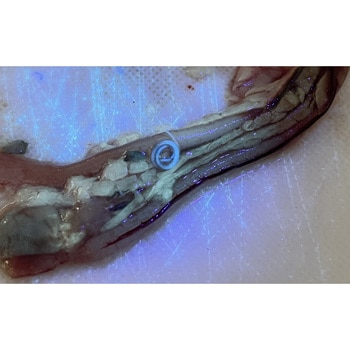 アニサキスライト 津本式 完全防水 紫外線LED ブラック色 Hapyson