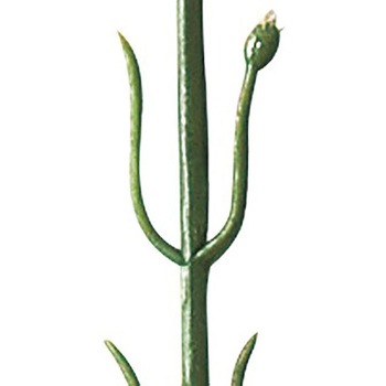 カーネーション アルファ(販促)
