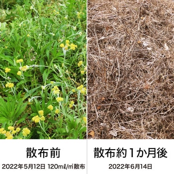 ネコソギシャワーⅤ6 レインボー薬品