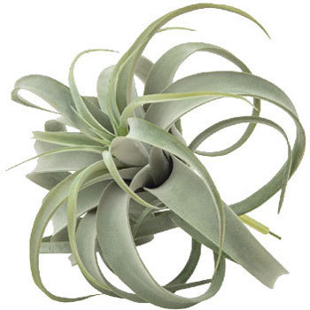 80947 �L�Z���O���t�B�J �|�b�V�����r���O 25768104