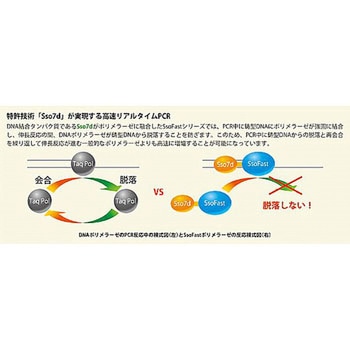 PCR試薬 BIORAD