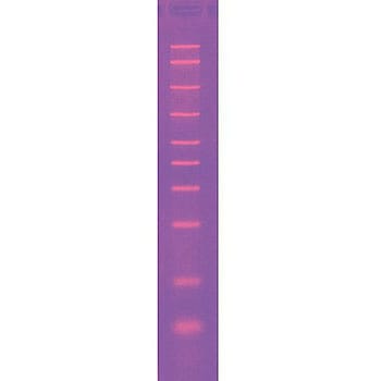 DNAサイズスタンダード BIORAD