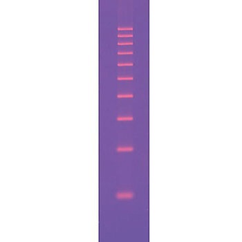DNAサイズスタンダード BIORAD