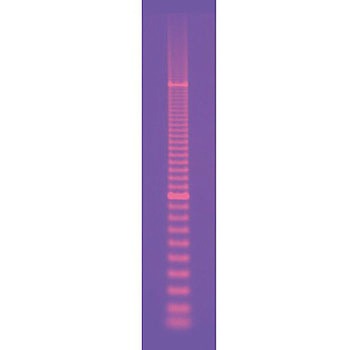 DNAサイズスタンダード BIORAD