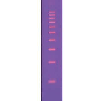 DNAサイズスタンダード BIORAD