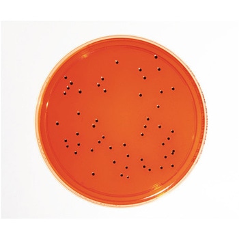 1.46073.0120 特定微生物試験培地 Merck(メルクミリポア) 25943375