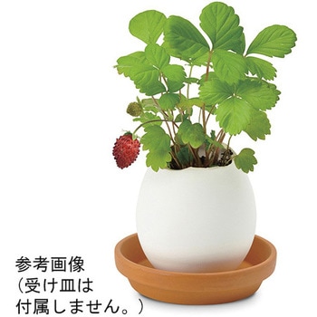 エッグリング EGシリーズ 聖新陶芸