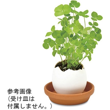 エッグリング EGシリーズ 聖新陶芸