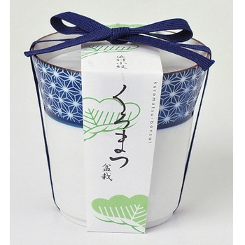 小紋盆栽栽培セット GDシリーズ 聖新陶芸
