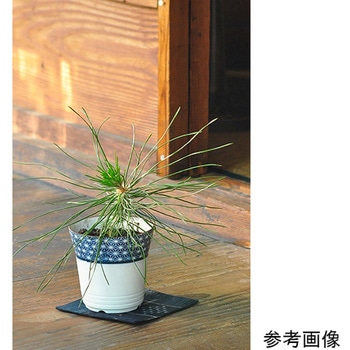 小紋盆栽栽培セット GDシリーズ 聖新陶芸