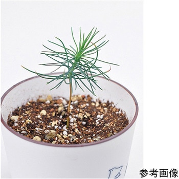 小紋盆栽栽培セット GDシリーズ 聖新陶芸