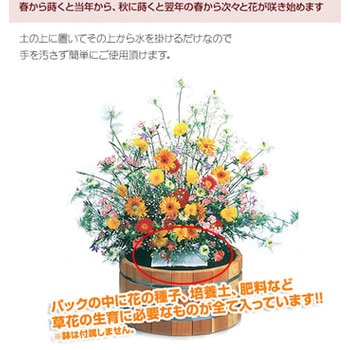 【タネ】花 種 フラワリーランド 2パック アーネスト