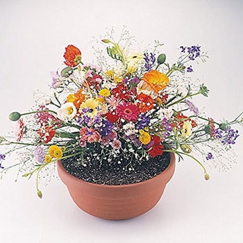 【タネ】花 種 フラワリーランド 2パック アーネスト