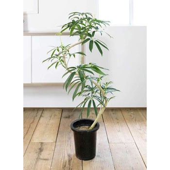 angustifolia-48 観葉植物 シェフレラ アンガスティフォリア 8号 曲り ...