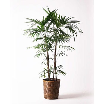 No.45 シュロチク　棕櫚竹　H120 観葉植物 シュロチク（棕櫚竹） 8号 ブリティッシュキューブ
