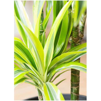 dracaena-warneckii-2 観葉植物 ドラセナ ワーネッキー レモンライム 8号 ラスターポット 付き 1鉢  HitoHana(ひとはな) 【通販モノタロウ】