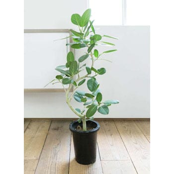 ficus-benghalensis-59 観葉植物 フィカス ベンガレンシス 8号 曲り