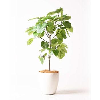 Ficus Umbellata 1 観葉植物 フィカス ウンベラータ 8号 ノーマル ラスターポット 付き 1鉢 Hitohana ひとはな 通販サイトmonotaro